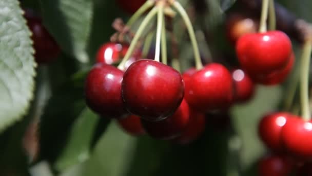 Rijpe kersen op een tak van een kersenboom — Stockvideo