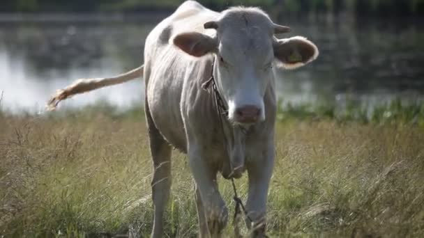 Vaca en un pasto cerca de un estanque — Vídeos de Stock