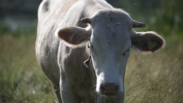 Vaca en un rancho cerca de un río — Vídeo de stock