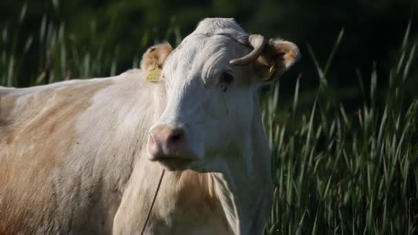 Retrato de una vaca en las cañas — Vídeo de stock