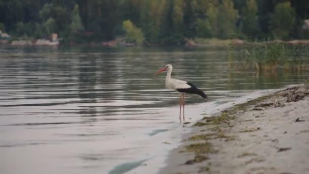 Kraan vogel dranken water uit de rivier — Stockvideo