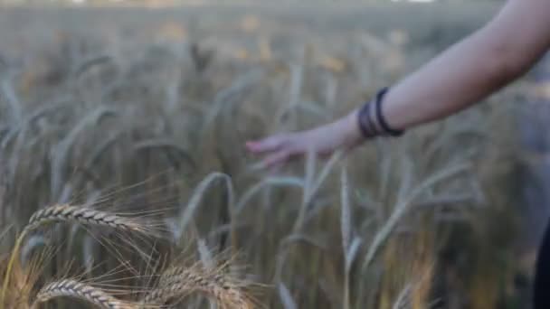 Ripe ears of barley. hand carried by the ears — Stock Video