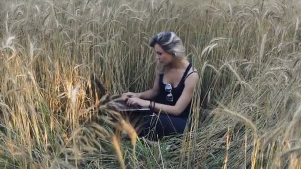 Beautiful blonde sits among ripe wheat ears and uses a laptop — Stock Video