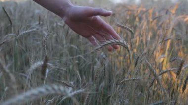 Olgun kulakları arpa. kulaklarından yapılan el