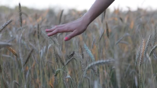 Orejas maduras de cebada. mano llevada por las orejas — Vídeos de Stock