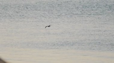 Deniz backgrownd gökyüzünde uçan martı. Ağır çekim