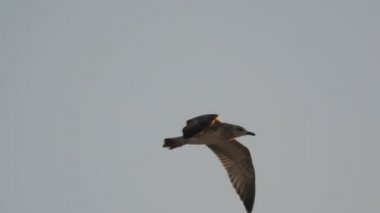 gökyüzünde yavaş uçan martı Close-Up