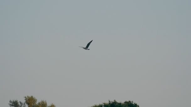 Крупным планом чайки, летающей в небе, медленное движение — стоковое видео