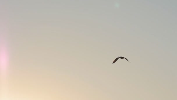 Gaviota volando en el cielo, cámara lenta — Vídeos de Stock