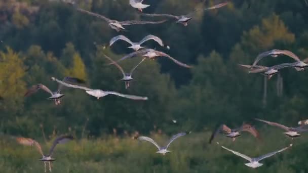 A lot of seagulls in the sky, sea backgrownd — Stock Video
