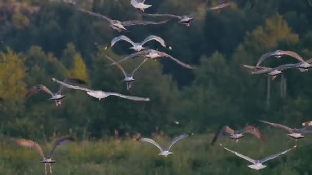 Un sacco di gabbiani nel cielo, backgrownd mare — Video Stock