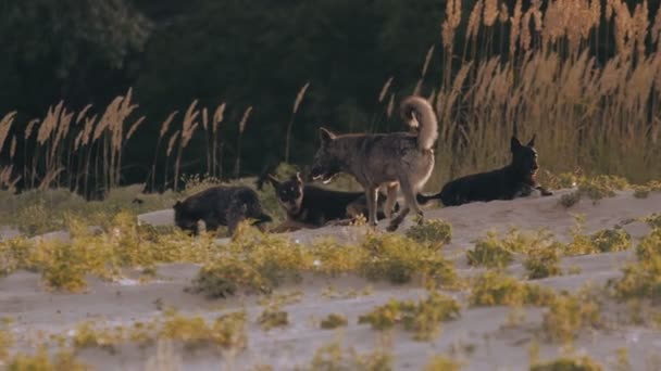 Een pack van zwerfhonden in de wilde natuur — Stockvideo