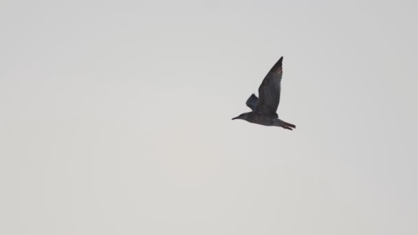 Close-up de uma gaivota voando no céu, câmera lenta — Vídeo de Stock
