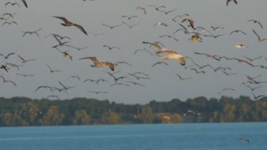 Martılar gökyüzünde, deniz backgrownd bir sürü