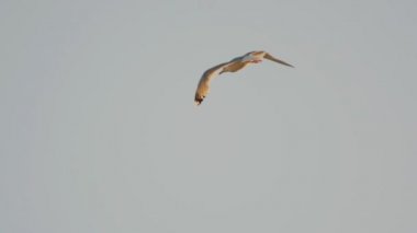 gökyüzünde yavaş uçan martı Close-Up