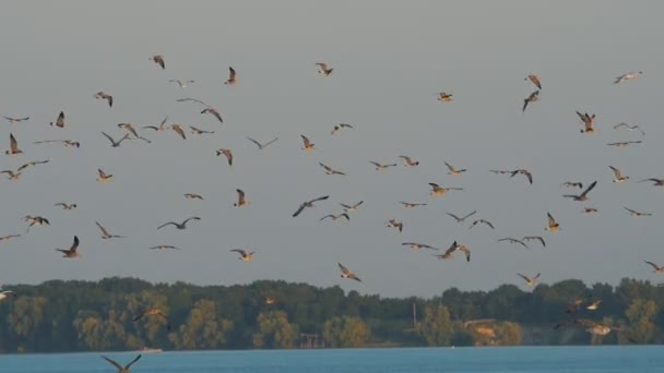 A lot of seagulls in the sky, sea backgrownd — Stock Video