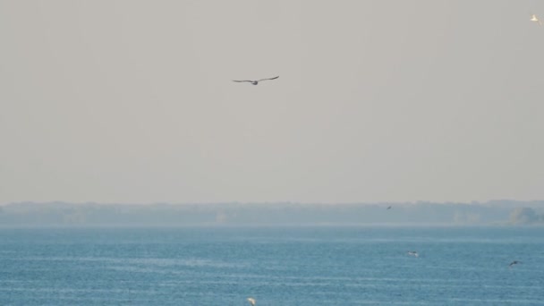 空、海 backgrownd を飛んでいるカモメ。スローモーション — ストック動画