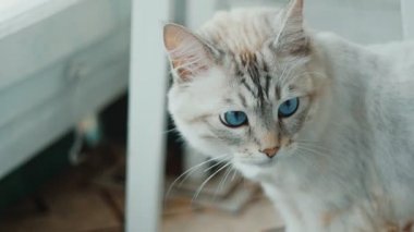 büyük mavi gözlü beyaz kedi kapatın. Ağır çekim.