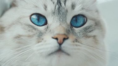 büyük mavi gözlü beyaz kedi kapatın. Ağır çekim.