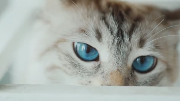 Close up van een witte kat met grote blauwe ogen. Slow-motion. — Stockvideo