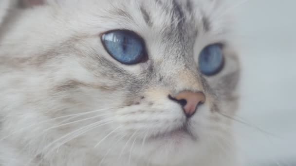 Porträt einer süßen Katze mit großen blauen Augen. Zeitlupe. — Stockvideo