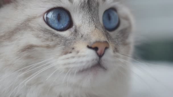 Nahaufnahme einer weißen Katze mit großen blauen Augen. Zeitlupe. — Stockvideo