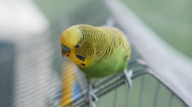 muhabbet kuşu closeup papağan