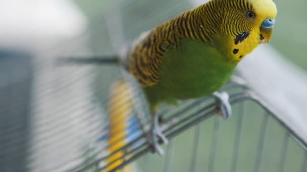 Papagaio budgerigar closeup — Vídeo de Stock