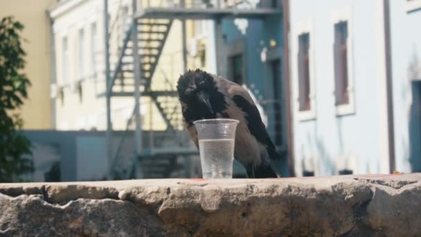 Crow eats crackers and dips it in water — Stock Video