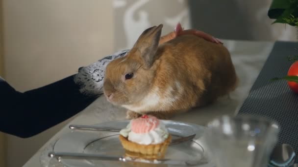 Menina acariciando um coelho sentado na mesa — Vídeo de Stock