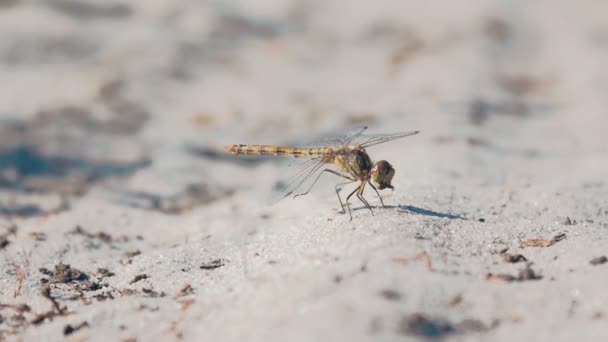 Κοντινό πλάνο του dragonfly τρώει, αργή κίνηση — Αρχείο Βίντεο