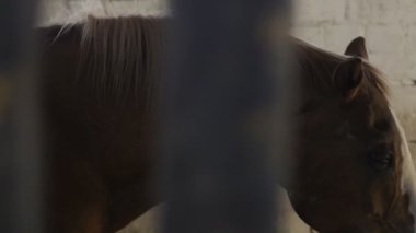 bir ahır at kadar kapatın