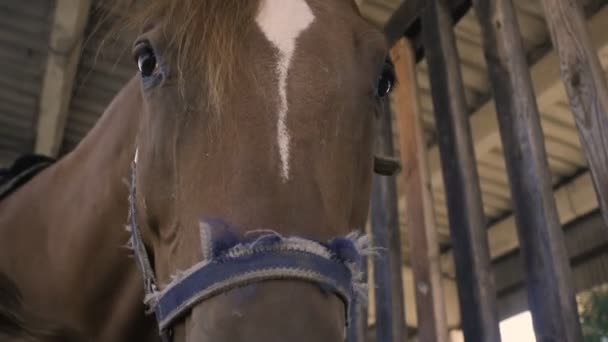 Primer plano de una cabeza de caballo en cámara lenta — Vídeo de stock