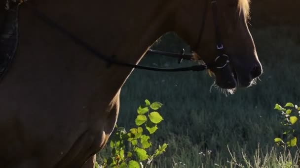 Close-up de um cavalo marrom em um rancho ao pôr do sol em câmera lenta — Vídeo de Stock