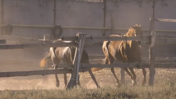 Dois cavalos galopando em um rancho em câmera lenta — Vídeo de Stock