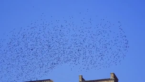 Uno stormo di uccelli che volano nel cielo — Video Stock
