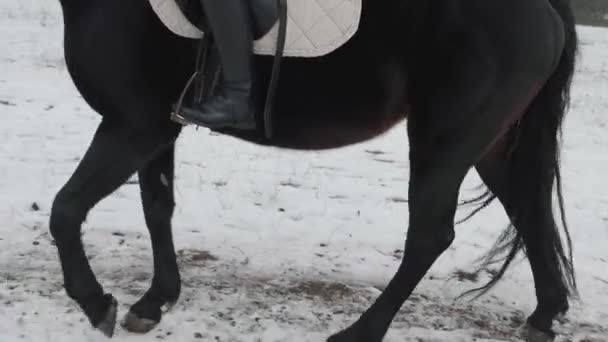 若いブルネットの女性は冬に畑や雪に覆われた農場で美しい黒い馬に乗っています。乗馬,乗馬スポーツ.雪の屋外で馬の歩行中の女性ライダー — ストック動画