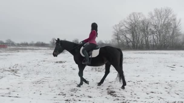 Jonge brunette vrouw rijdt op een prachtig zwart paard op een veld of besneeuwde boerderij in de winter. Paardrijden, Paardrijden. Vrouwelijke ruiter te paard wandelen in besneeuwde buitenlucht — Stockvideo