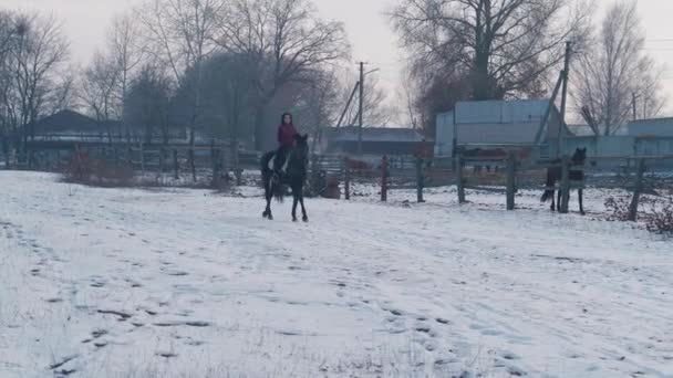 Jonge brunette vrouw rijdt op een prachtig zwart paard op een veld of besneeuwde boerderij in de winter. Paardrijden, Paardrijden. Vrouwelijke ruiter te paard wandelen in besneeuwde buitenlucht — Stockvideo