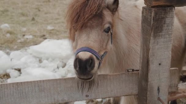 Zbliżenie dwóch kucyków na ranczu w okresie zimowym. Portret uroczych małych brązowych koni. — Wideo stockowe