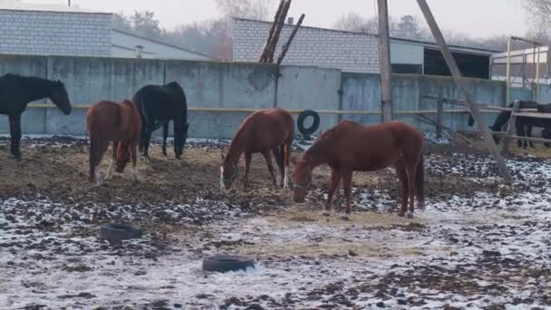 Άλογα σε αγρόκτημα ή ράντσο τρώνε σανό τη χειμερινή ώρα — Αρχείο Βίντεο