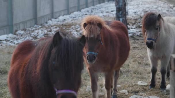 Detailní záběr tří poníků na ranči v zimním čase. Portrét roztomilých malých hnědých koní. — Stock video