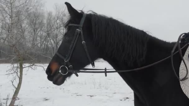 Close-up, head of a horse galloping on a winter snow-covered ranch. Beautiful black horse walks on a farm country road in winter. Steadicam shot. — Stock Video