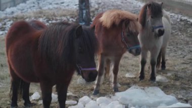Kış Zamanı Çiftlikte Üç Midilli 'nin yakın çekimi. Şirin Küçük Kahverengi Atların Portresi.