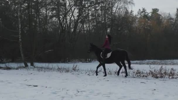 Mujer morena joven monta un hermoso caballo negro en un campo o granja cubierta de nieve en invierno. Equitación, deporte ecuestre. Mujer jinete a caballo caminando en nieve al aire libre — Vídeo de stock