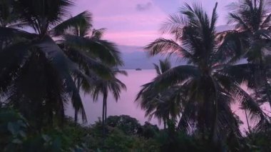İnsansız hava aracı, güzel pembe bir günbatımını gösteren palmiye ağaçlarının arasından denize uçar. Tropik sahilde pembe gün batımı. Palmiye yapraklarıyla çerçevelenmiş sakin okyanusun üzerinde Idyllic tropikal günbatımının sinematik görüntüsü