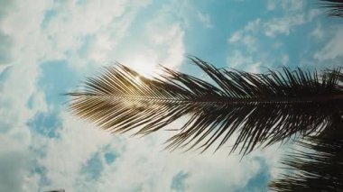 Güneş ışığı ince yaprakların arasından geçerken yavaş çekim palmiye yaprakları ılık rüzgarda sallanıyor. Yumuşak ışınlar ve mavi gökyüzüne vuran ışık sakin tropikal hava, doğal ritim, yaz atmosferi dingin huzur yaratır.