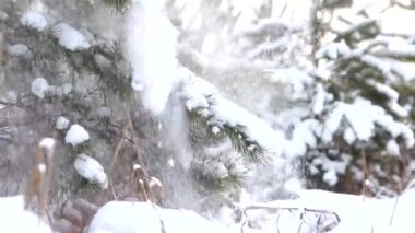 kar ağaçtan düşer