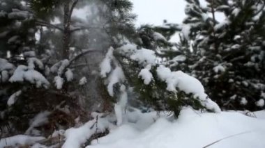 kar ağaçtan düşer