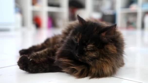 Fluffy cat lying on white floor — Stock Video